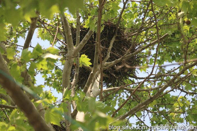 我在“浩顺2号院”的家成了“动植物园”啦