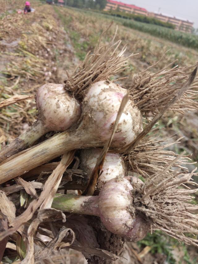 蒜薹免费送,苍山蒜薹免费送