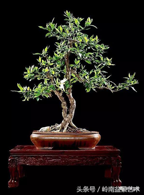 栀子花开美好如初,栀子花开花开盛夏