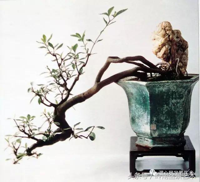 栀子花开美好如初,栀子花开花开盛夏