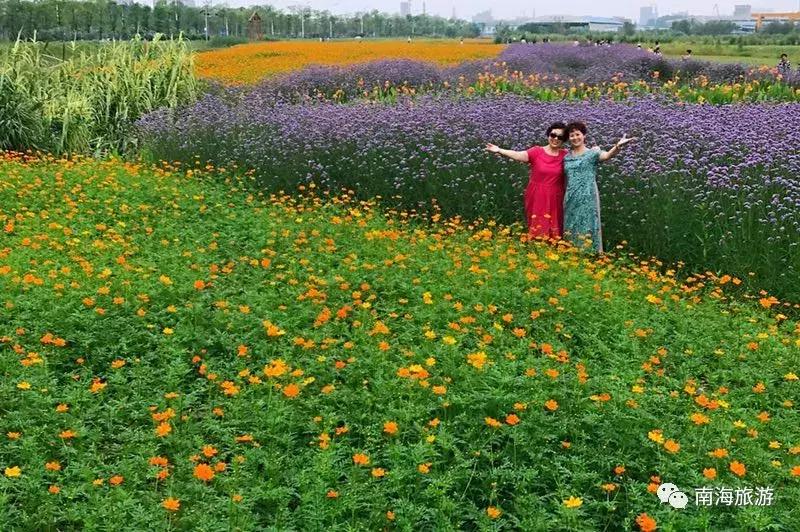 紫色薰衣草海洋,薰衣草花海摩天轮