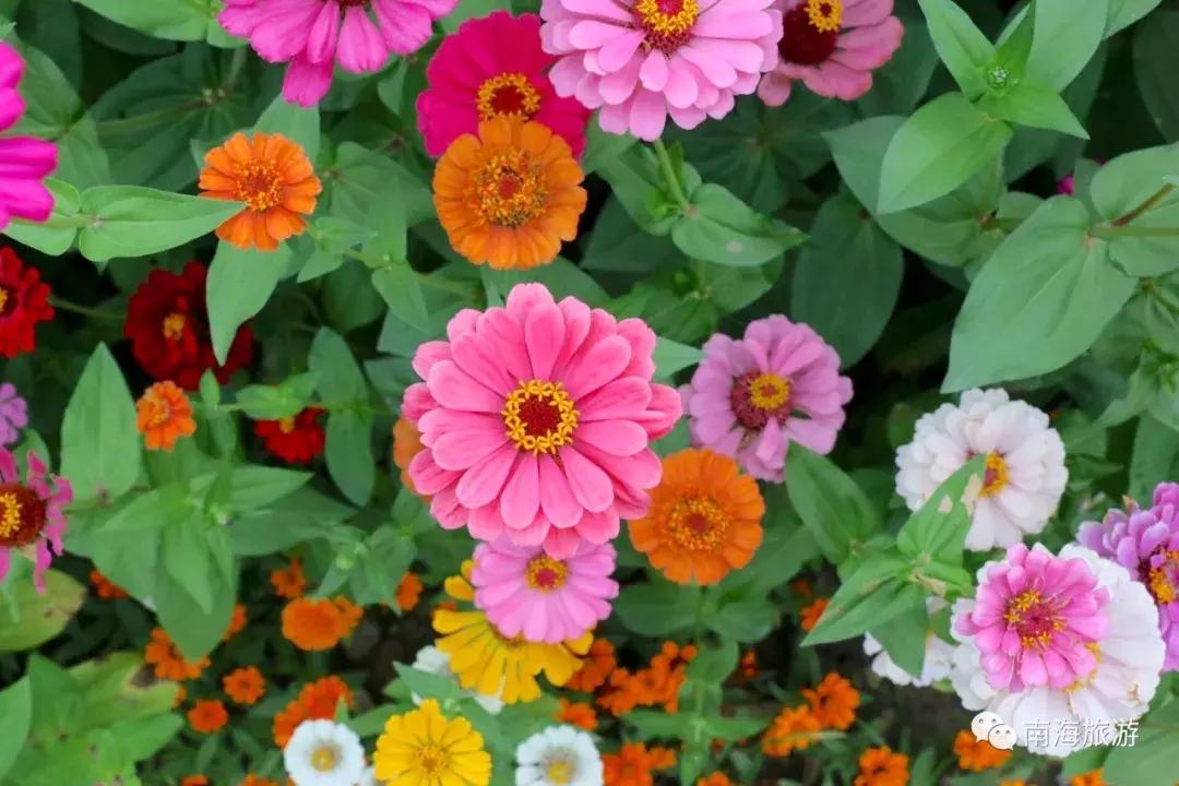 紫色薰衣草海洋,薰衣草花海摩天轮