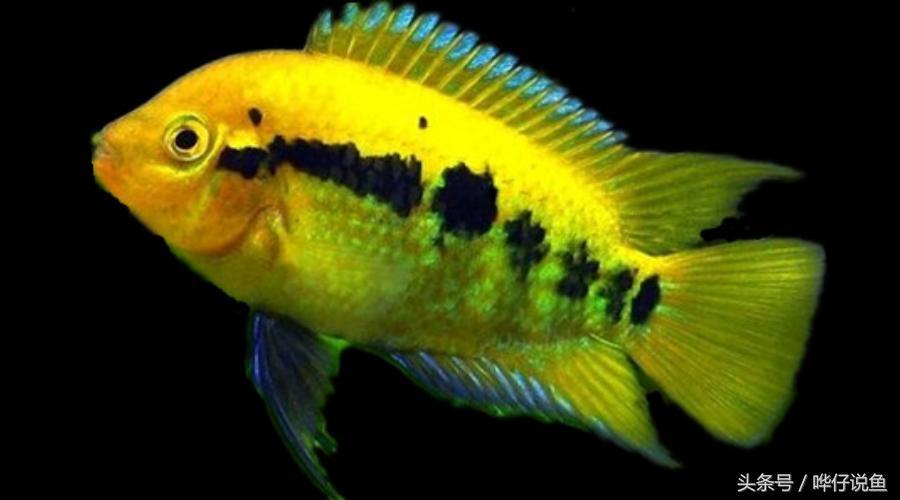 鹦鹉鱼爸爸妈妈跟孩子能一起养吗,鹦鹉鱼与罗汉鱼的区别