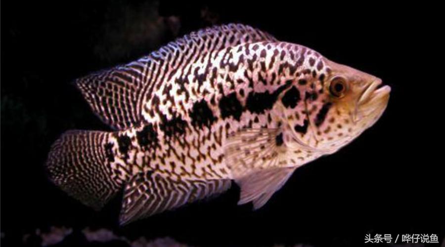 鹦鹉鱼爸爸妈妈跟孩子能一起养吗,鹦鹉鱼与罗汉鱼的区别