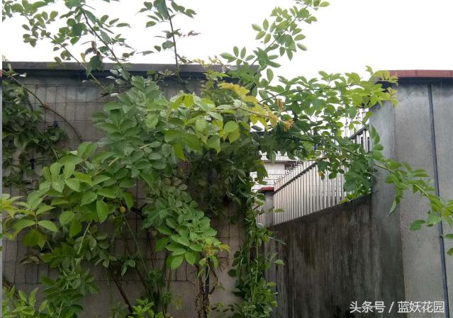 藤本和灌木花后修剪方法,藤本蔷薇春季怎么修剪