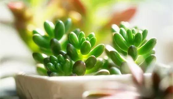 孕妇家里不能养的花,孕妇养什么花对胎儿好