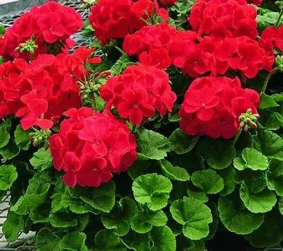 家里有孕妇千万别养这些花,孕妇适合养什么花最好