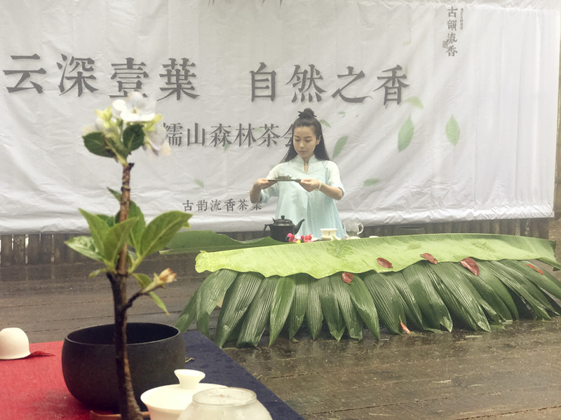 探寻800年古树普洱茶的神秘魅力,探寻古树普洱茶