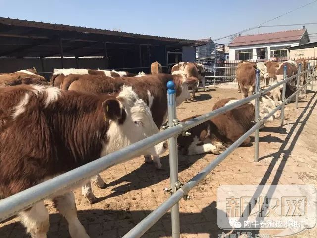 肉牛跛脚怎么回事,牛跛行有哪些原因