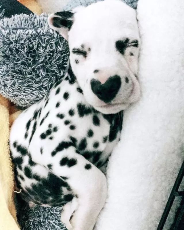 这只小斑点超可爱！呼吸都是爱你的形状