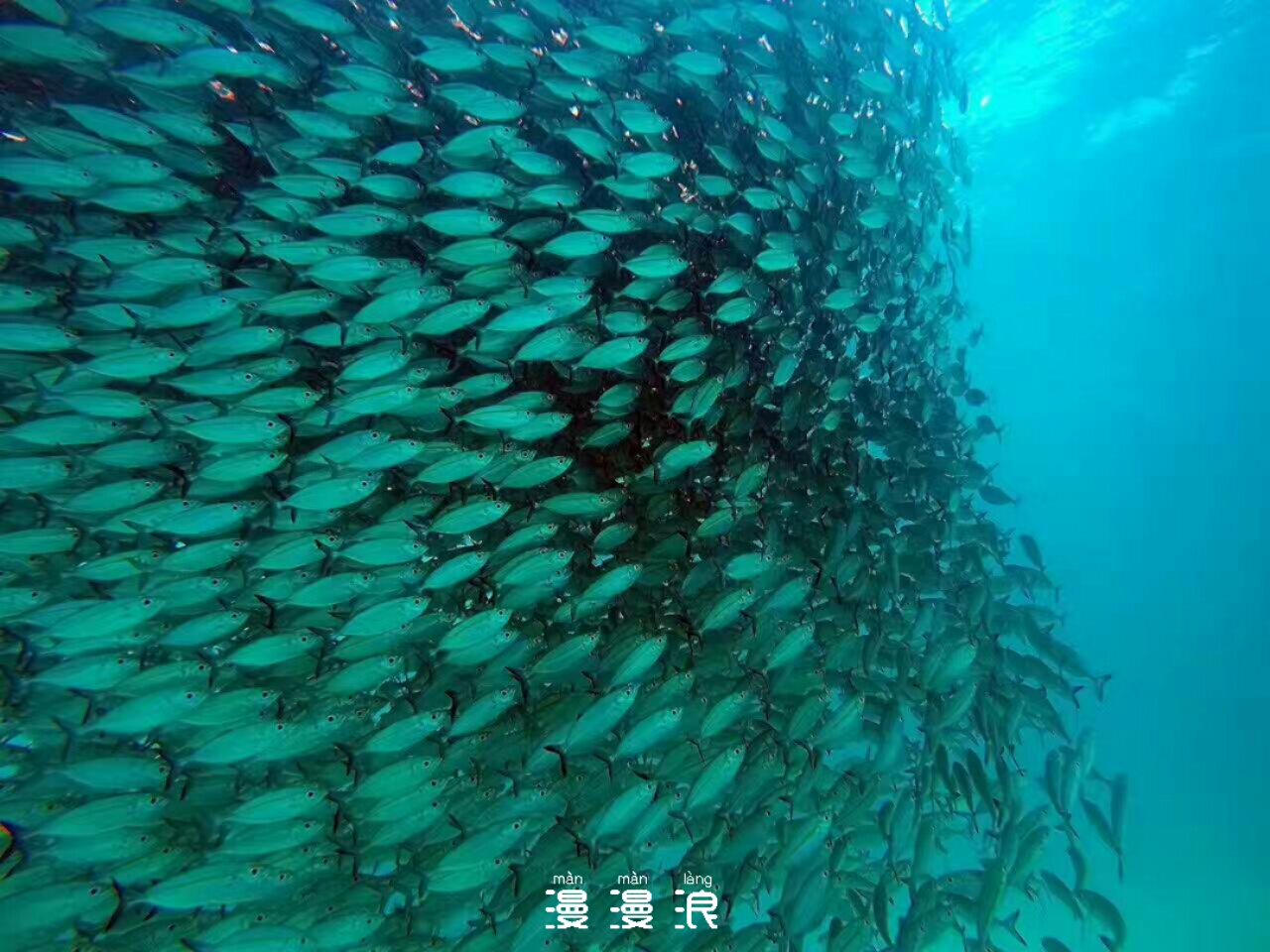 去帕劳玩是什么感觉,帕劳可以潜水吗