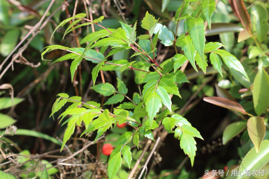 山中有一保健茶，农村人认识的不多，看看你家山上有吗？