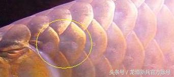 龙鱼病症状图片大全,龙鱼鳞片的真实图片