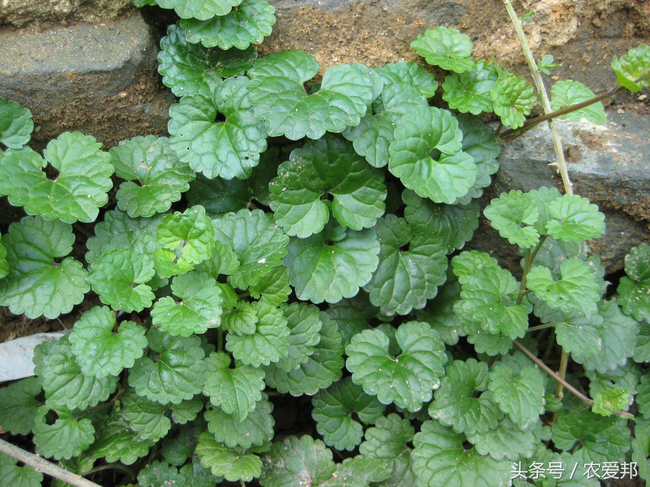 农村有种草药叫路边什么,您在路边遇到过活血丹这种野草吗