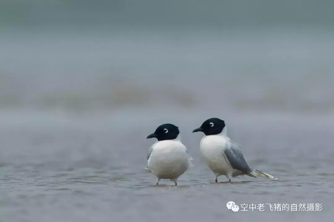 初夏时节，欣赏黑嘴鸥的浓情蜜意