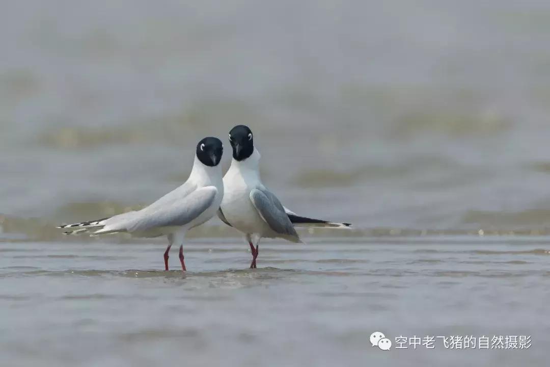 初夏时节，欣赏黑嘴鸥的浓情蜜意