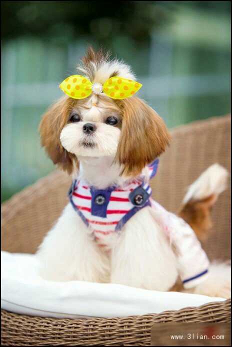 口水大王排行榜,宠物界的王牌