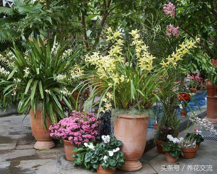 盆栽植物养护技术,如何养好盆栽植物教学计划