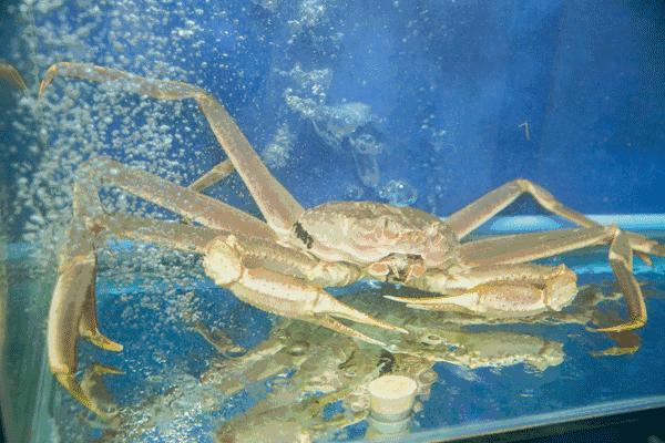 上海米其林一星日料,东京日料米其林一星