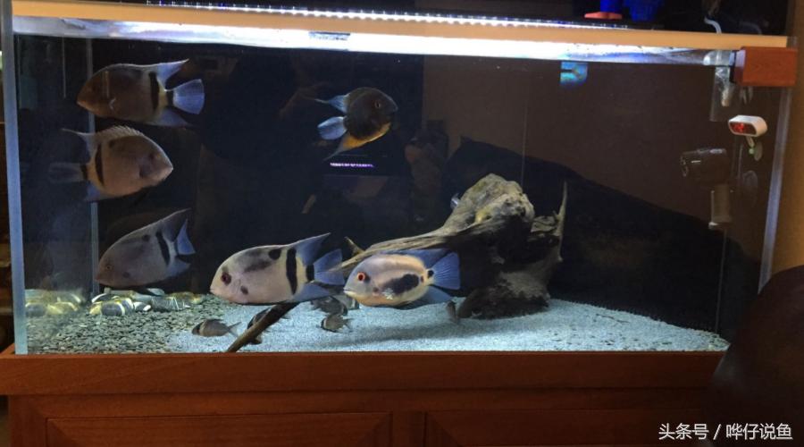 慈鲷鱼哪几种最好养,慈鲷十大最漂亮的鱼