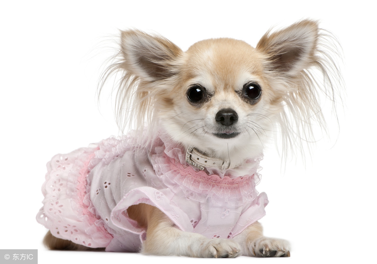 公犬发情期脾气暴躁攻击主人,狗狗遇到其他狗太兴奋如何训练