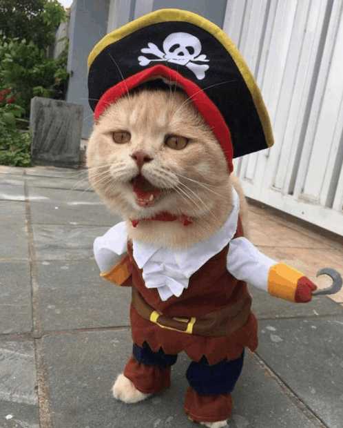 分享越南非常红网红猫Cho,它就是这么与众不同的猫星人？