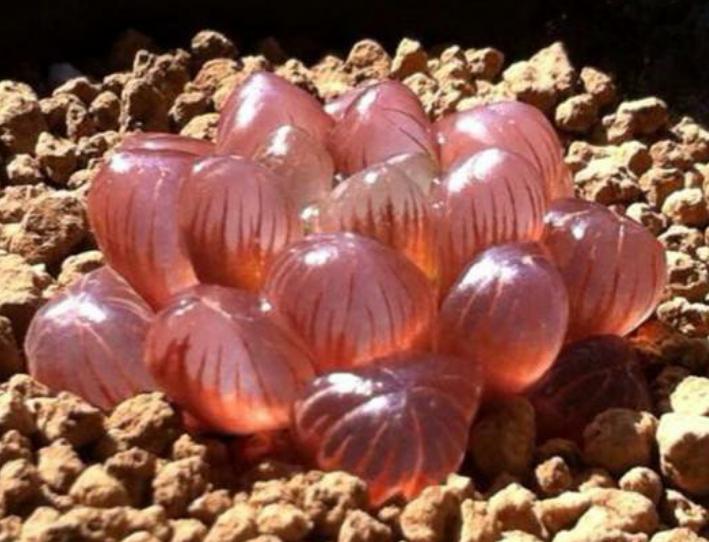 玉露多肉怎样预防它徒长,如何让多肉玉露叶片饱满