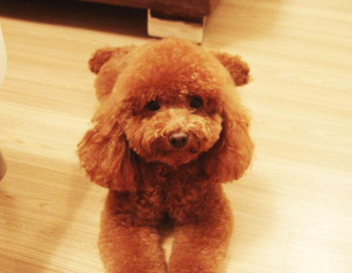 泰迪嘴臭怎么办,泰迪嘴巴臭怎么处理呢