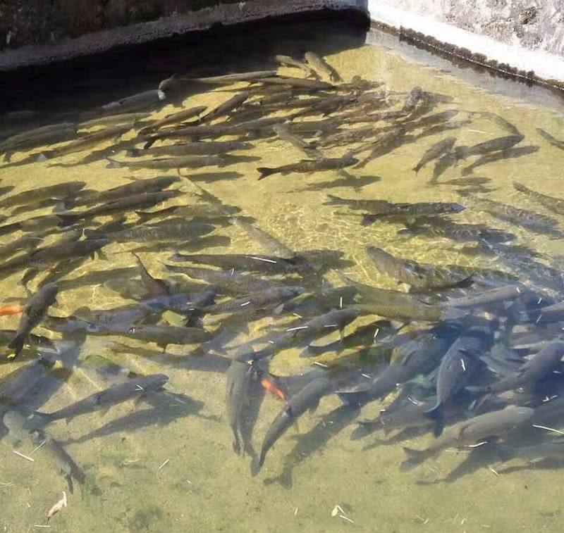 广西国家地理标志产品大全,广西地理标志农产品有哪些