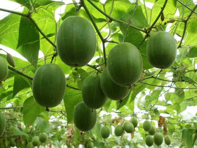 广西国家地理标志产品大全,广西地理标志农产品有哪些