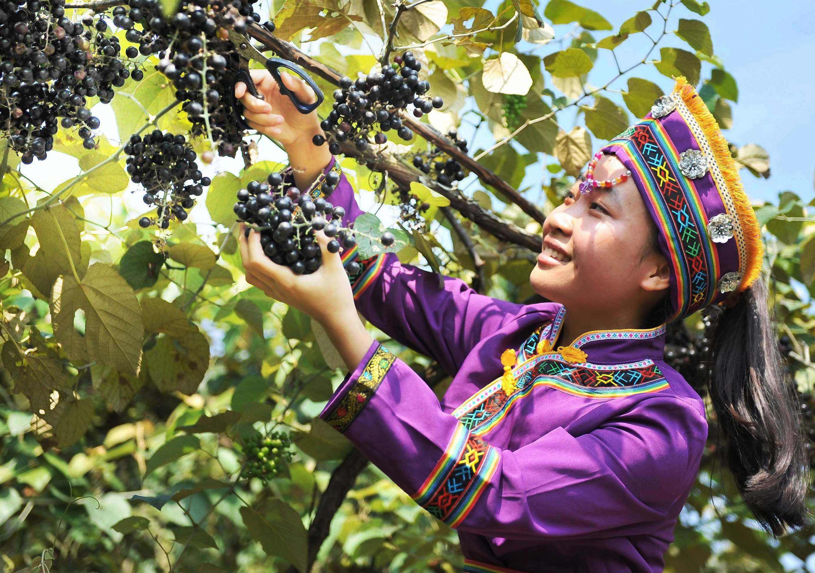 广西国家地理标志产品大全,广西地理标志农产品有哪些