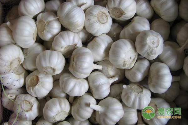 杞县大蒜多少钱一斤？2018年5月8日各地大蒜价格行情