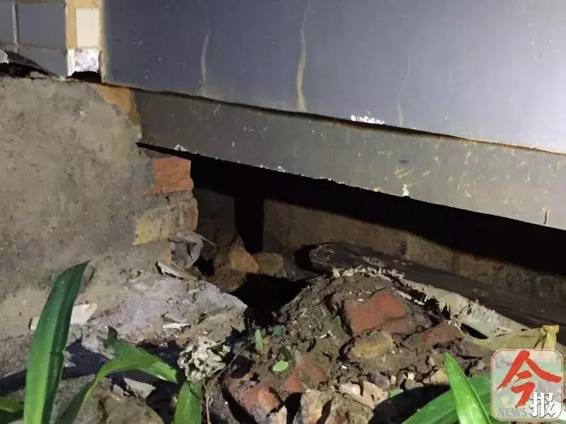 恶犬咬死小狗,花果园恶犬咬死猫