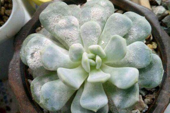 家里的花又招虫了？学会这一招，杀虫药不用买！