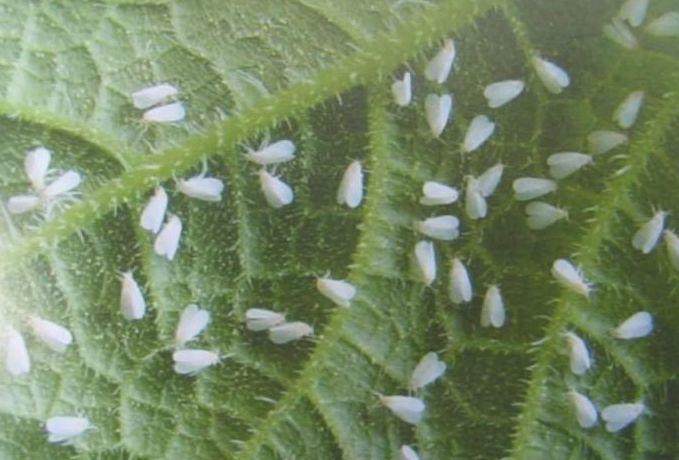 花土生小虫用什么办法杀虫,花卉生虫杀虫办法