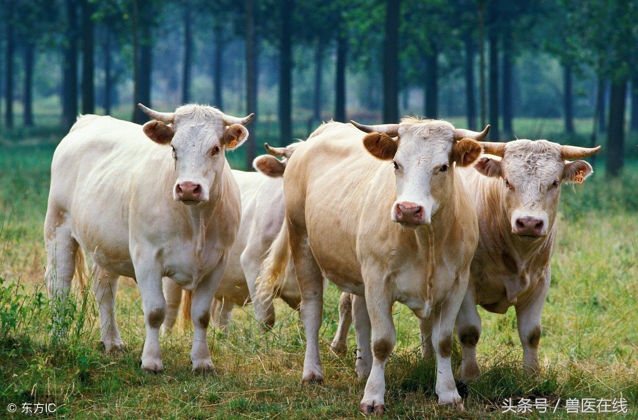 山东正规肉牛交易市场,今日山东日照肉牛价格