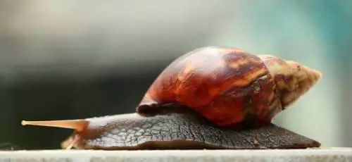 蜗牛身上有好多特别特别小的虫子,碰到那么小的蜗牛会有寄生虫吗