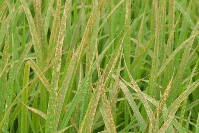 水稻移栽后叶片发黄干枯不生根,水稻苗期叶尖发黄干枯是什么原因