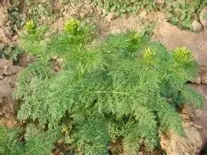 田间杂草及名称图片,地里杂草看不见实拍