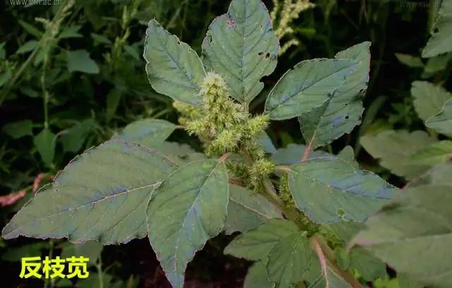 田间杂草认不清来看高清图谱,地里杂草看不见实拍