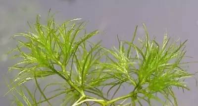 田间杂草认不清来看高清图谱,地里杂草看不见实拍