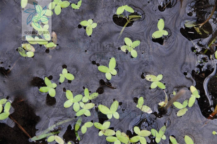 创下三项吉尼斯纪录,创下三项世界纪录的人