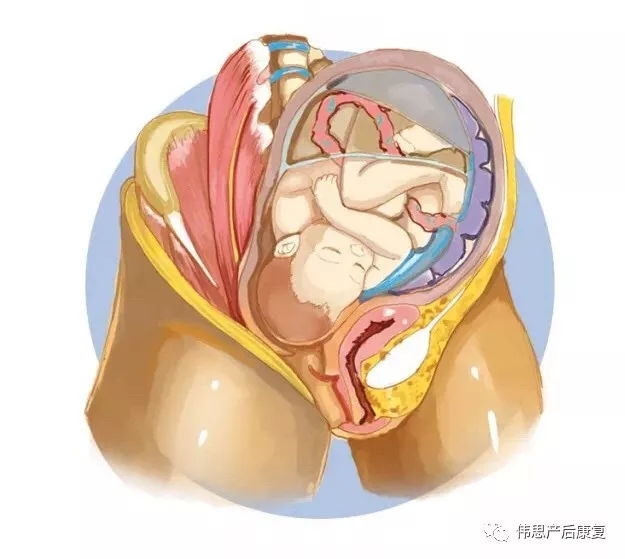 产后翘臀的正确方法,产后蜜糖臀和扁平臀