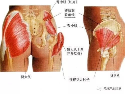 产后各种臀型,产后屁股大瘦