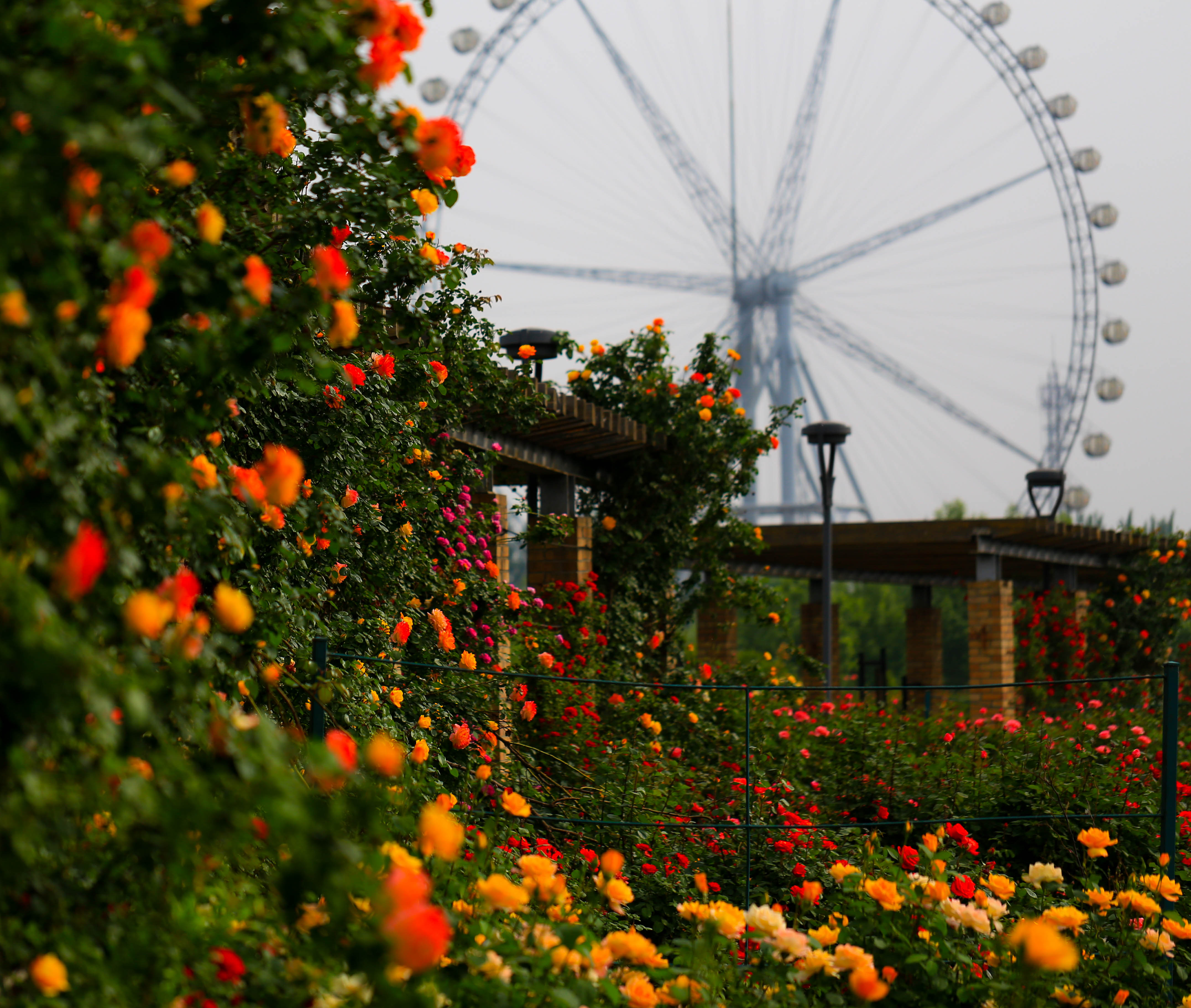 石家庄市花是什么花朵,石家庄市花有哪些