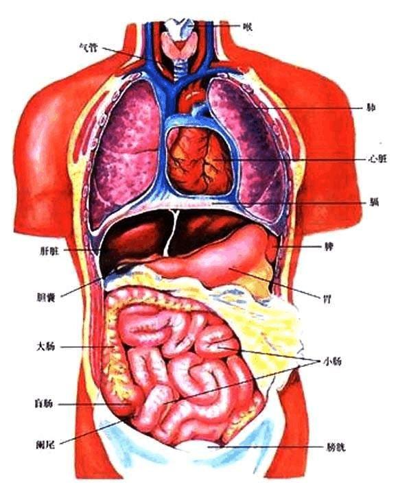 为什么我很瘦体脂却很高,大肚腩瘦不下去怎么办