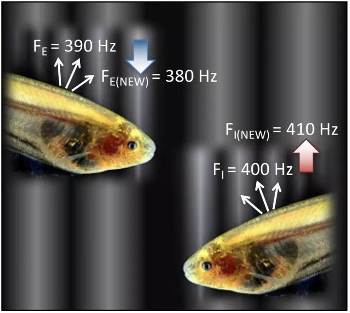 穴居鱼启发的光学设备：有利于更加有效地使用无线通信带宽！