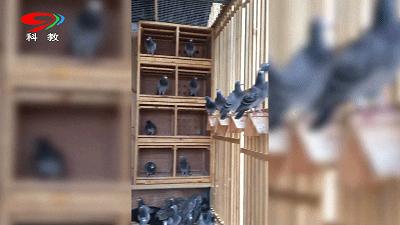 养鸽子对风水有好处吗,回民养鸽子的好处