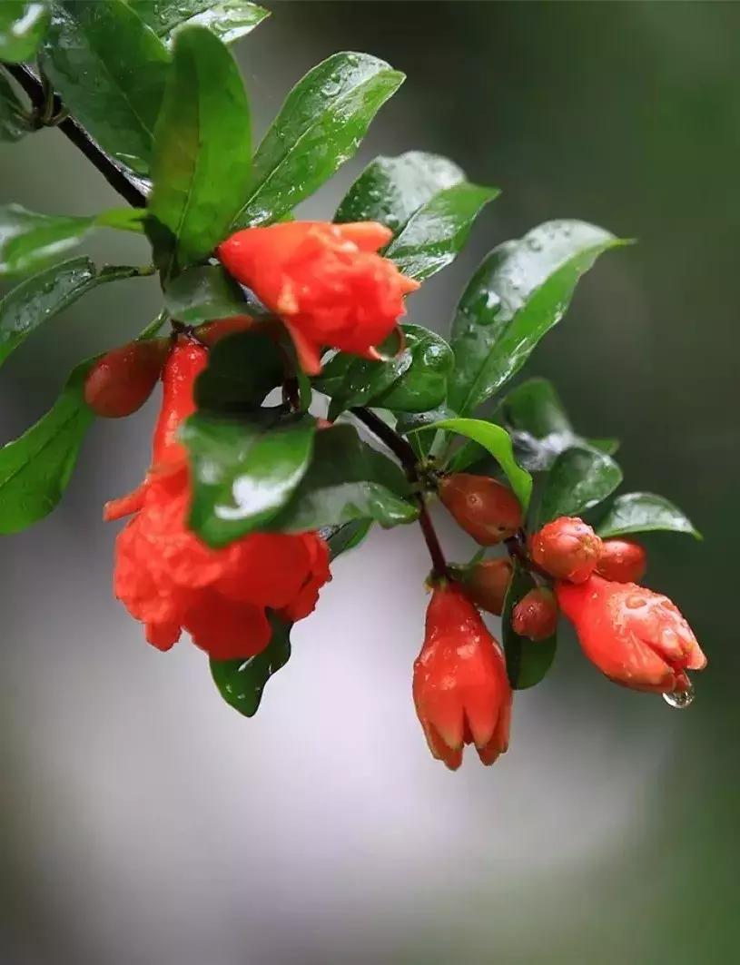 五月石榴花开正当时,五月景色石榴花开图片