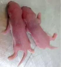 如何判断小鼠日龄,怎么分辨小鼠是公的还是母的